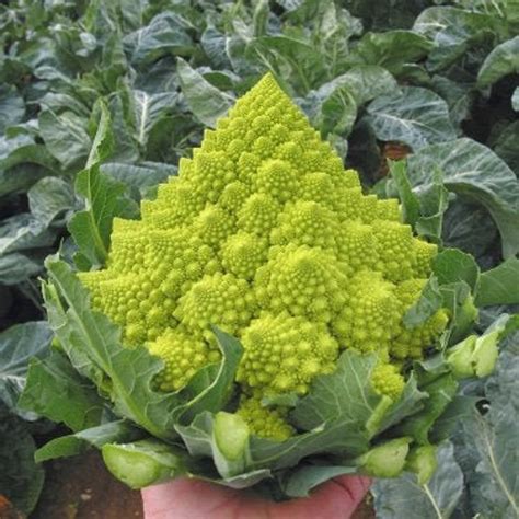 Romanesco Broccoli Seed Etsy