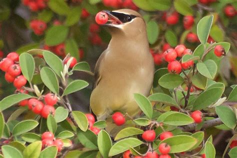 How do you keep squirrels away from fruit trees: Fruit-Bearing Trees that Attract Birds