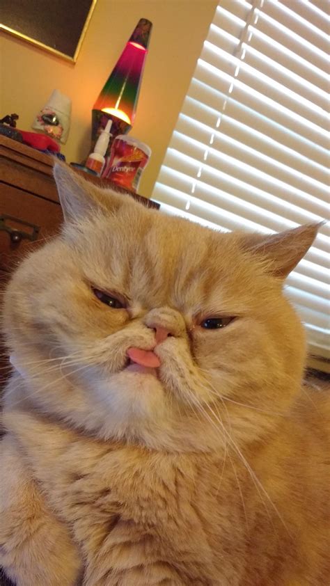 This Derpy Faced Cat Will Make You Redefine The Word Cute