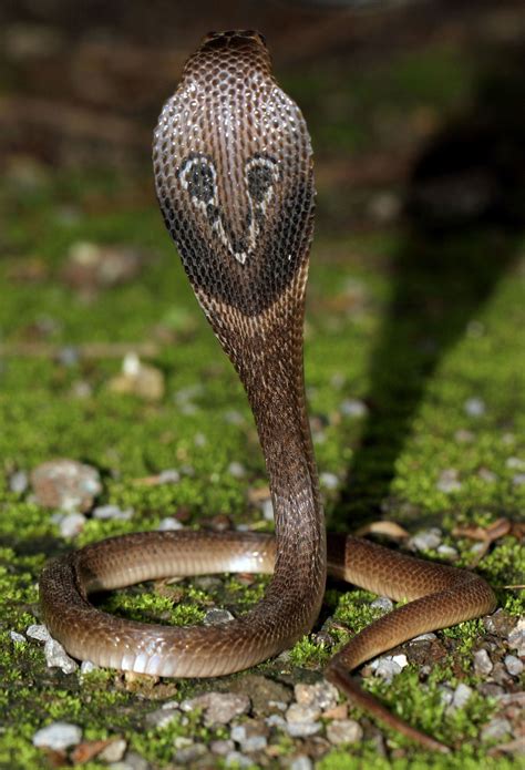 Indian Cobra Naja Naja Pune India Snake Images Snake Photos Cute