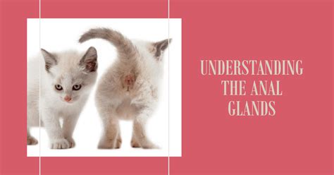 Expressing Your Cats Anal Glands A Guide For Pet Owners Beaconpet