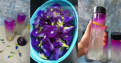Di beberapa artikel sebelumnya juga telah dibahas bahan. Khasiat Air Telang Selasih Lemon, Boleh Sejukkan Badan ...