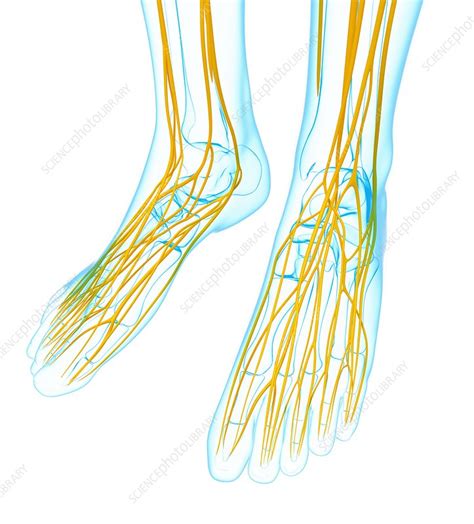Human Foot Nervous System Artwork Stock Image F0074883 Science