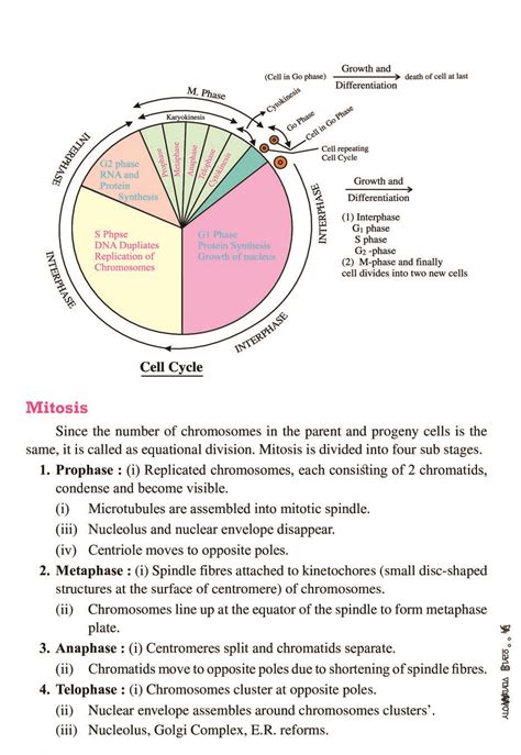 Cbse Notes Class 11 Biology Cell Cycle And Cell Division Aglasem Schools