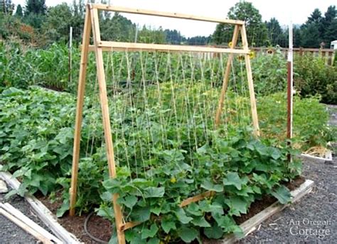 Five Reasons To Grow Cucumbers On A Trellis And Taking Up Less Space