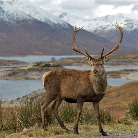 Red Deer Stag In Highland Scotland Photograph By Derek Beattie