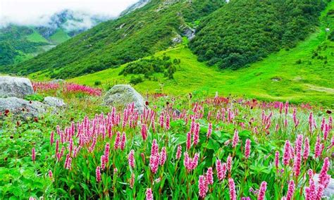 Valley Of Flowers And Hemkund Sahib Trek Paradise Holidays India