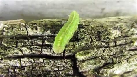 Little Green Caterpillar Youtube