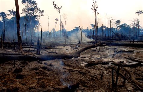 Amazon Rainforest Deforestation Effects Wallpapers Gallery
