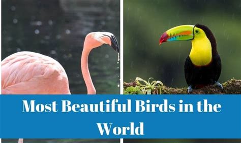 Most Beautiful Birds In The World With Images Veo Tag
