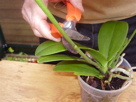 Propagate Dendrobium Orchids