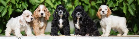 Five American Cocker Spaniel Puppies Dog Food Guru