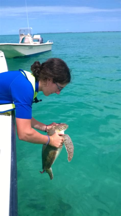 Earthwatch Sea Turtle Programs Have A Successful Year In 2014 Cei Blog