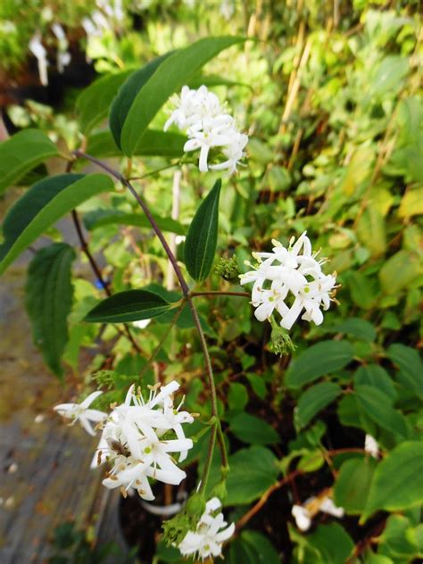 The 'seven son flower of zhejiang'. Heptacodium miconioides AGM