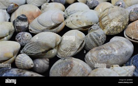 Collection Of Different Seashells Stock Photo Alamy