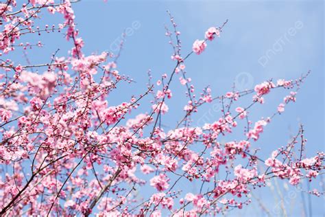 Peach Blossom Pink Flower Blue Sky White Cloud Photography Map With
