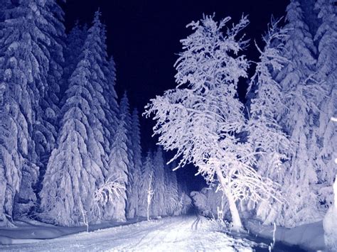 Frozen Night Winter Trees Winter Cold Winter