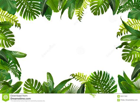 Hojas Tropicales De La Selva Stock De Ilustración Floresta