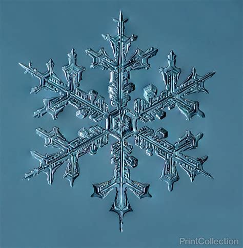 Print Collection Stellar Dendrite Snowflake 00203242014 Snowflake