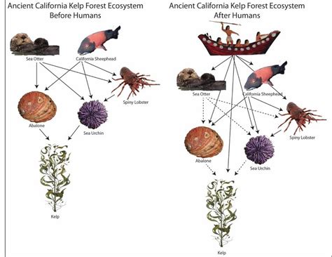 Forest Food Webs Slideshow 4 Forest Food Webs - vrogue.co