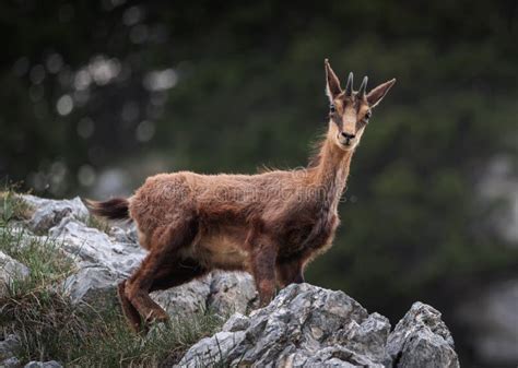 Mountain Goat In The Mountain Landscape Of Julian Alps Stock Photo