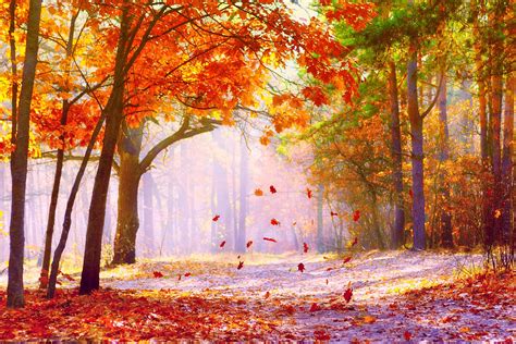 Fonds Ecran Automne Feuilles Mortes 6 Sur Imagesia Oak Leaves Yellow Leaves Autumn Leaves