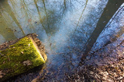 Tree Log With Green Moss And Water Reflection Of Trees
