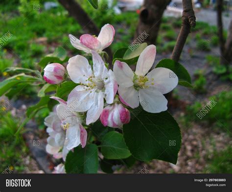 Fruit Tree Blossoms Image And Photo Free Trial Bigstock
