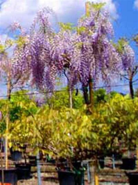 3 sizes (17) prolific 10 volume cream developer. Wisteria sinensis 'Prolific' Dachform/Dachspalier ...