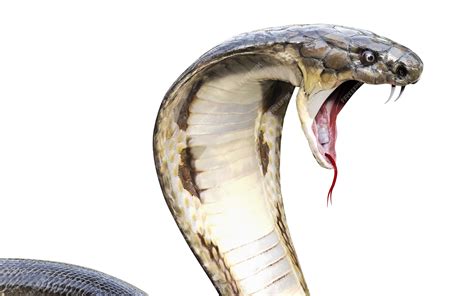 Premium Photo 3d King Cobra The Worlds Longest Venomous Snake