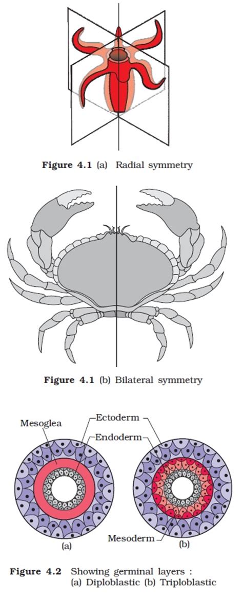 After completing this section, you should know: NCERT Class XI Biology: Chapter 4 - Animal Kingdom ...