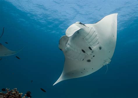 Reef Manta Rays Found To Frequent Marine Protected Areas Courthouse