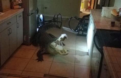 11 Foot Alligator Breaks Into Sleeping Womans Home