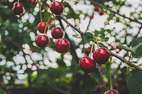 The Cherry Orchard | West Virginia Botanic Garden