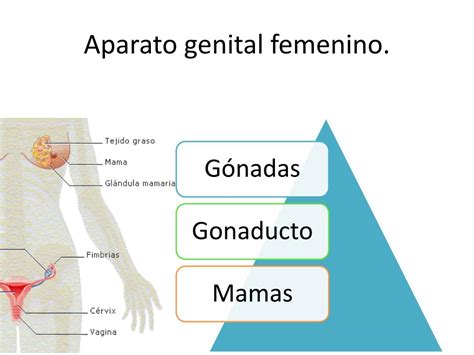 Ppt Anatomía Topográfica Del Aparato Genital Femenino Powerpoint