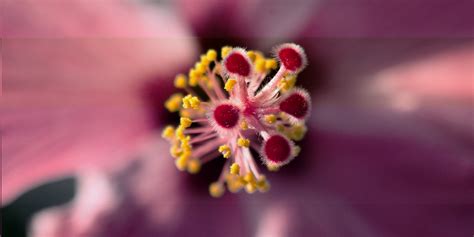 Free Photo Hibiscus Blooming Flower Fragrance Free Download Jooinn