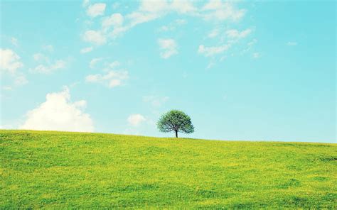 Lonely Little Tree Small Fresh Landscape Hd Wallpaper Peakpx