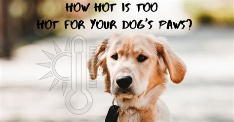 How Hot Is Too Hot For A Dogs Paws I Love Veterinary
