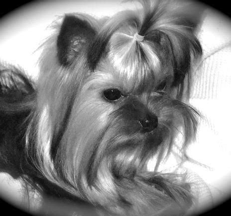 With our sales selector, you can choose puppies by breed(if has), gender, size, age and some characteristics. Northshore Yorkshire Terriers| Yorkie Puppies for Sale in ...