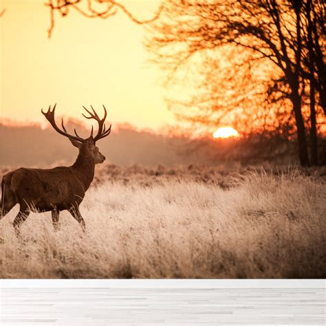 Red Stag In Autumn Forest Wallpaper Wall Mural