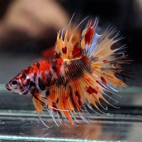 Jun 13, 2019 · it's much easier to say what fish should be avoided rather than name the ones they can be kept with. RARE!!! Live Betta Fish Fancy NEMO TIGER Crowntail CT ...
