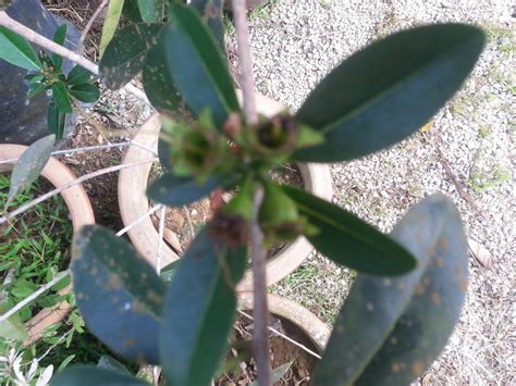 Check spelling or type a new query. Laman Husna: Pokok Bunga Jambu Hiasan.