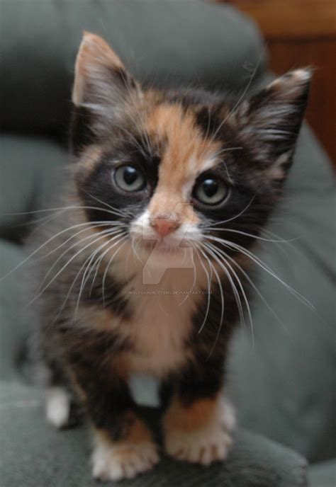 The 25 Best Calico Cats Ideas On Pinterest Fluffy