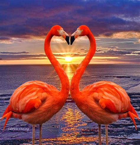238 Best Flamingo Beach Images On Pinterest Flamingos Pink