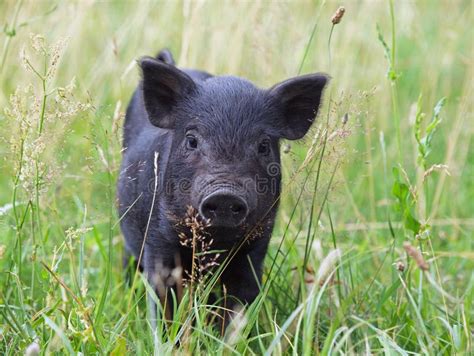 Black Mini Pig In Grass Stock Photo Image Of Livestock 75188952