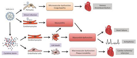 Biomolecules Free Full Text Sex Related Factors In Cardiovascular