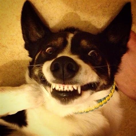 Hilarious Smiling Dog Scary Happy Animals Smiling Dogs Dogs