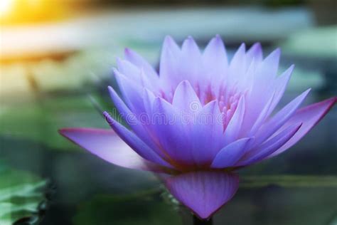 Close Up Lotus Flowers Stock Image Image Of Beauty 111110839