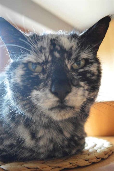 The Cat With Vitiligo 19 Year Old Scrappy Used To Be A Black Cat
