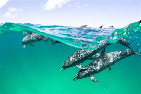 10 Animals That Use Echolocation in 2021 | Echolocation, Animals, Bat
